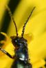 Malachius bipustulatus